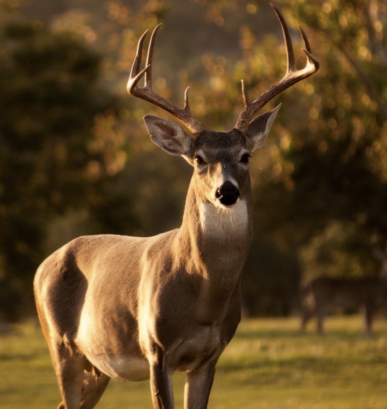 whitetail buck; hunting; bowhunting; archery