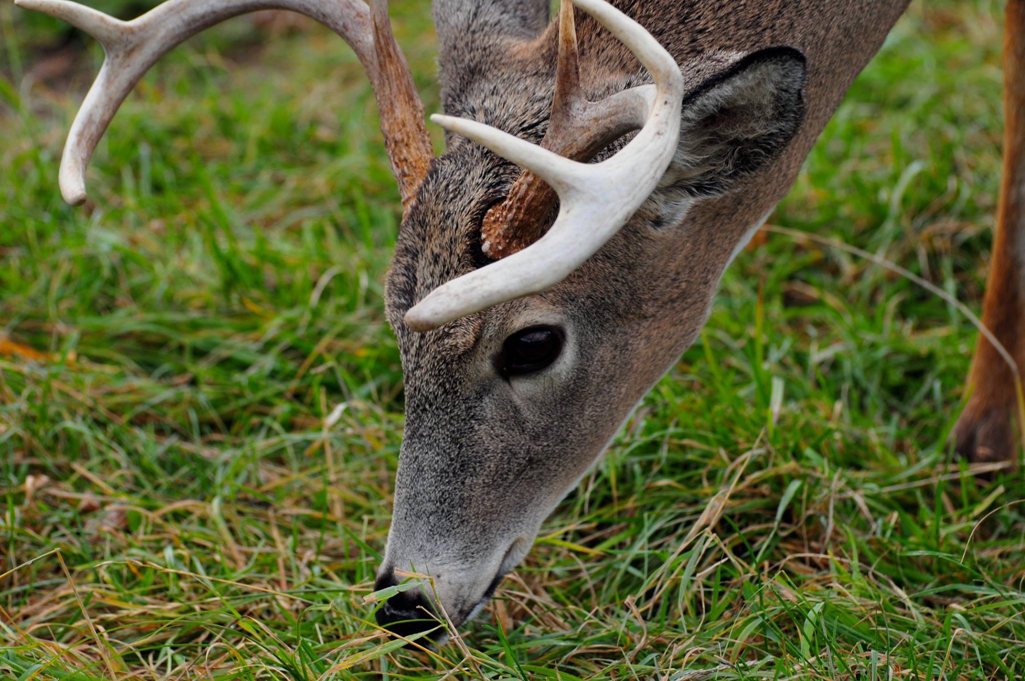 Bowhunting Hunting in the Rain Whitetail Deer