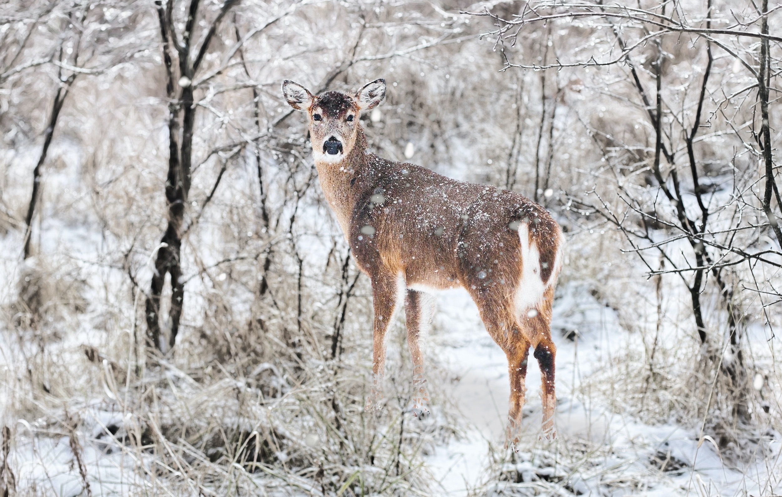 Late Season Deer Hunting