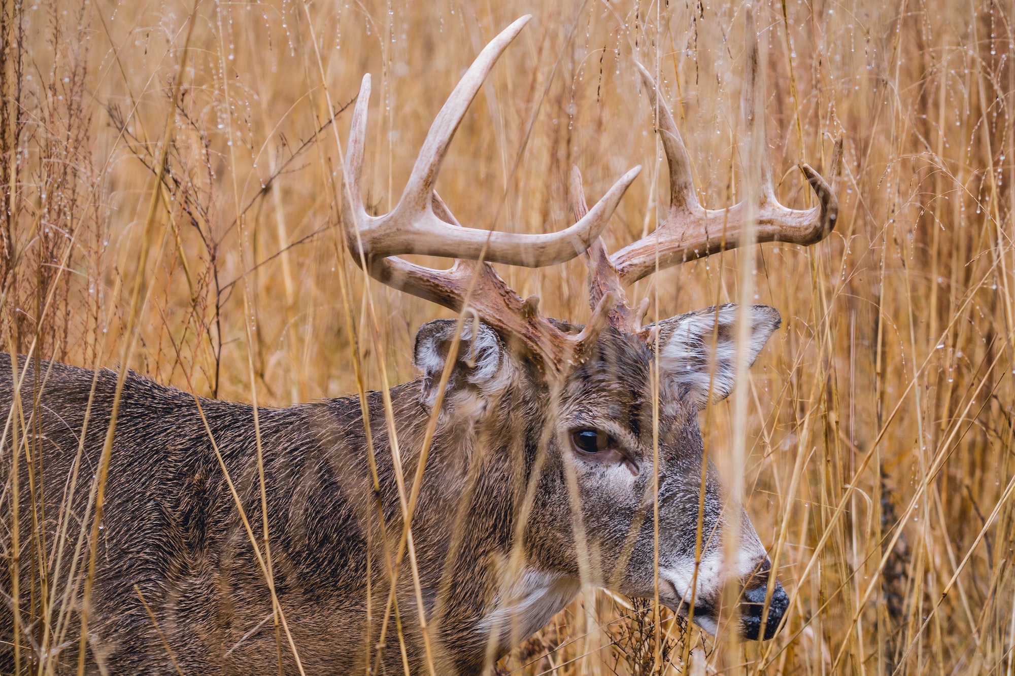 Phases of the Whitetail Rut Bowhunting Depot