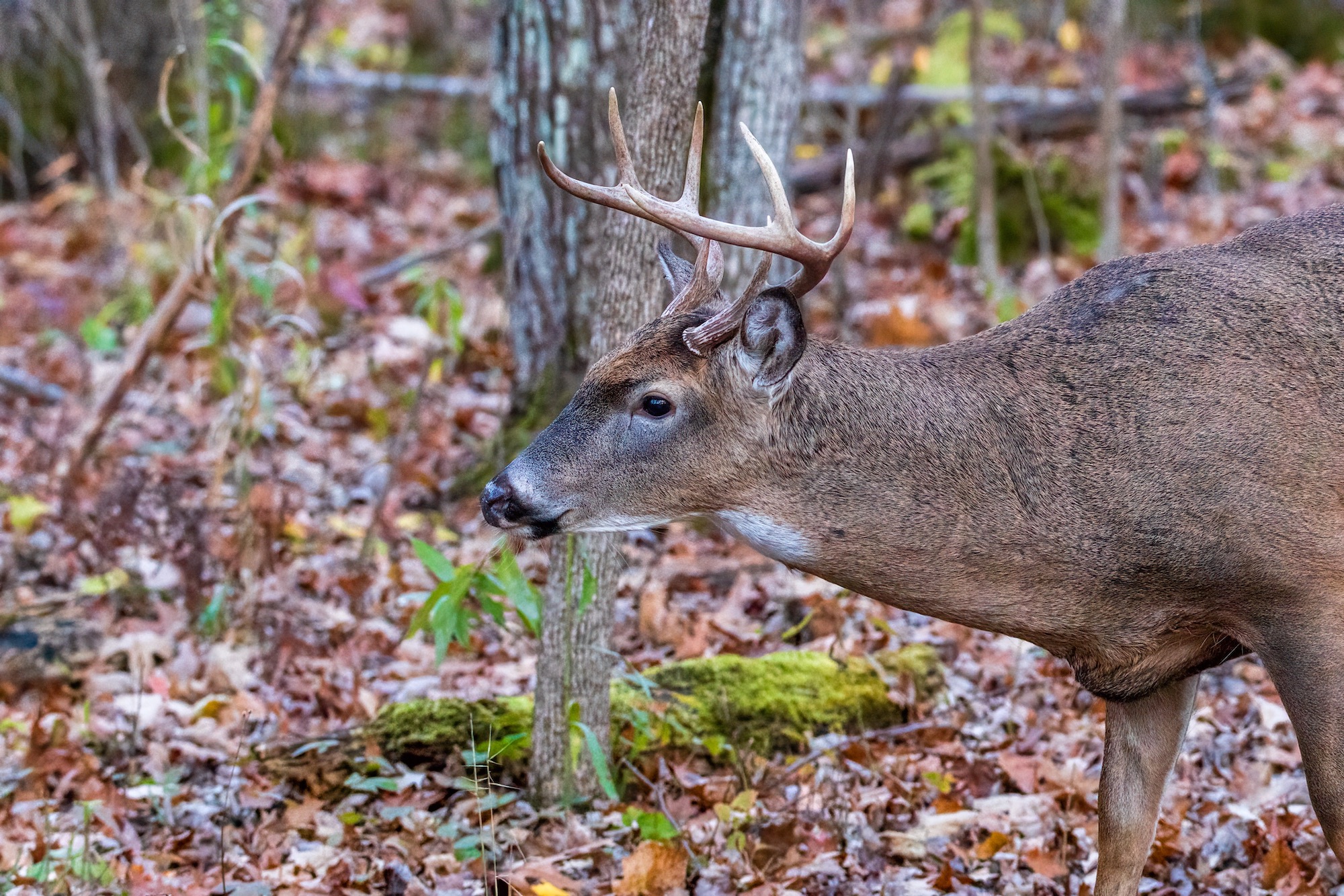 5 Advantages Of Hunting From A Tree Saddle Bowhunting Depot