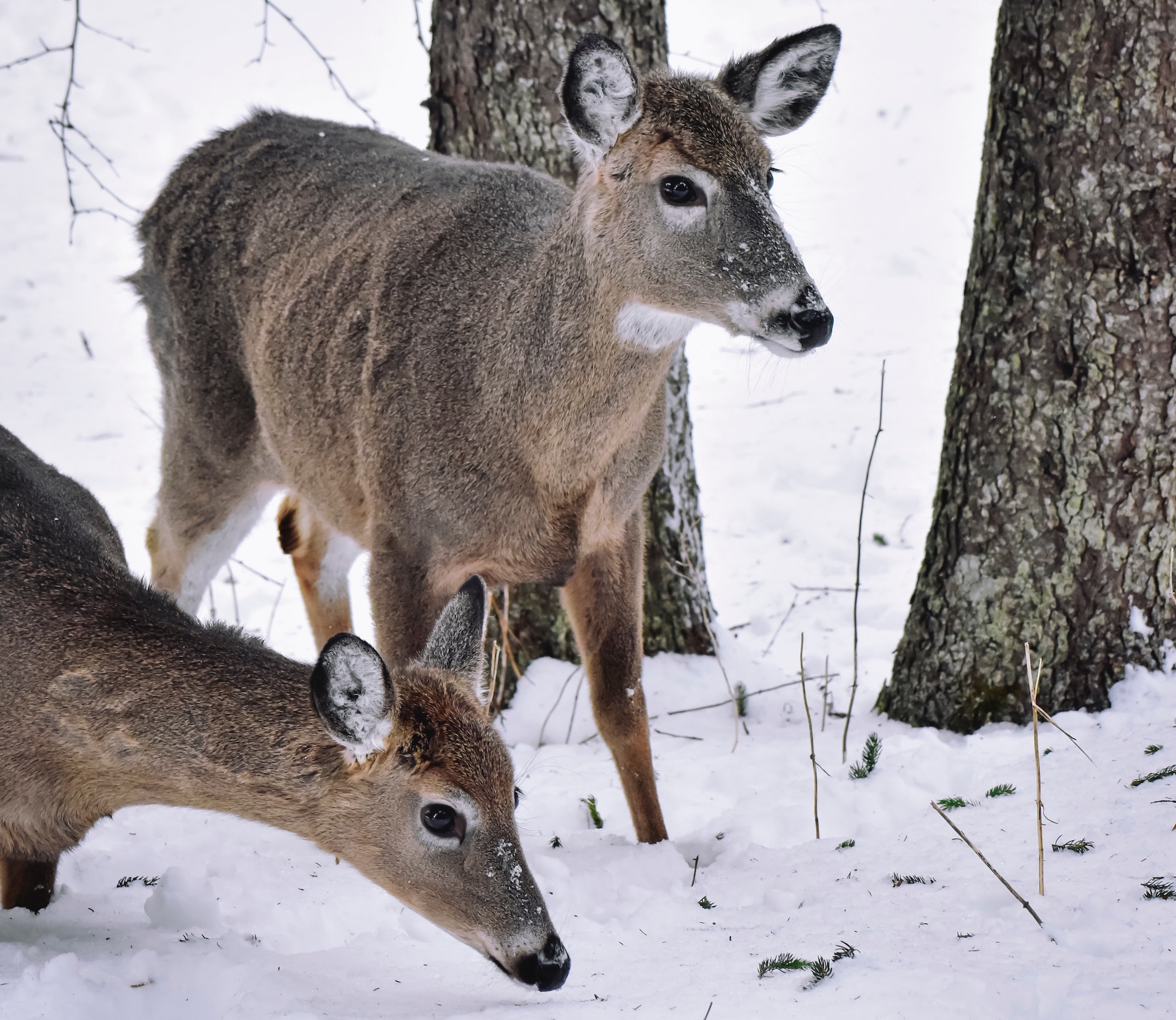 Do Deer Move in Extreme Cold? Bowhunting Depot